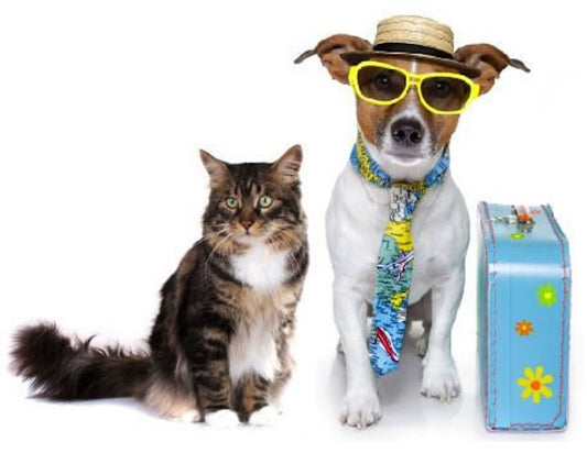 Traveling With Pets: A Comprehensive Guide