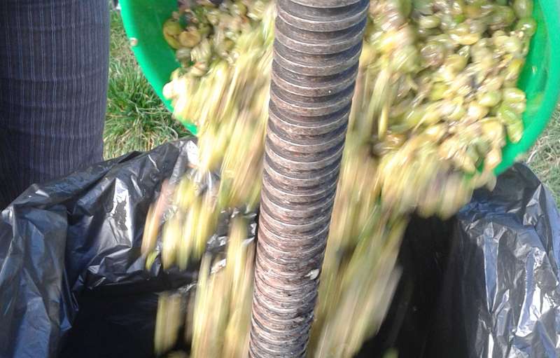 Traditional Wine-Making in Transylvania's Enigmatic Villages