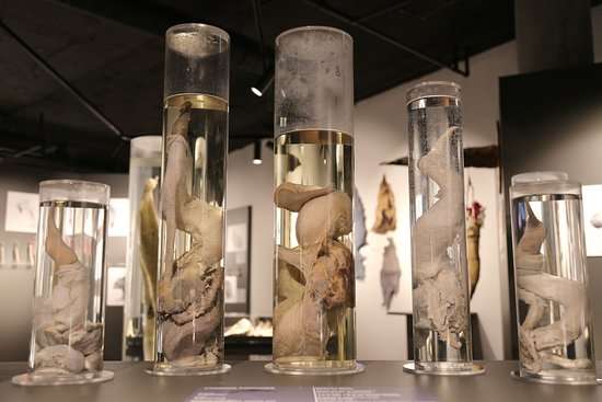 Exploring Iceland's Unique Phallological Museum Collection