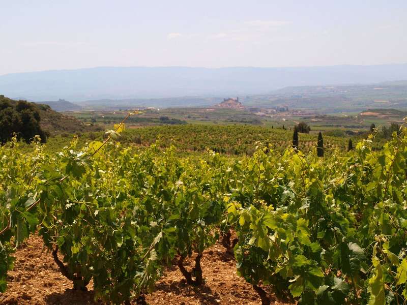 La Rioja's Grape Harvest Fiesta: A Celebration of Tradition