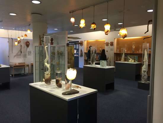 Iceland's Phallological Museum: From Oddity to Conservation