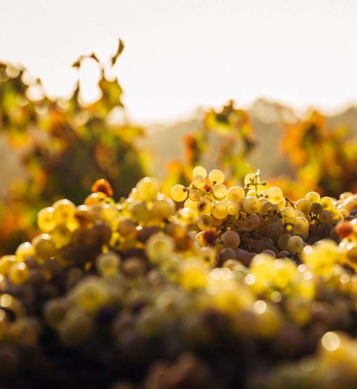 Preserving Ancient Wine Traditions in Eastern European Villages