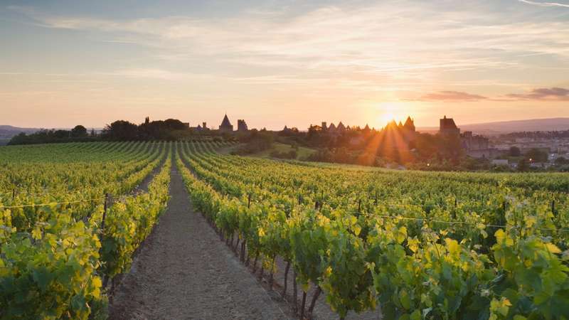 Exploring Languedoc's Lesser-Known Vineyards and Unique Wines