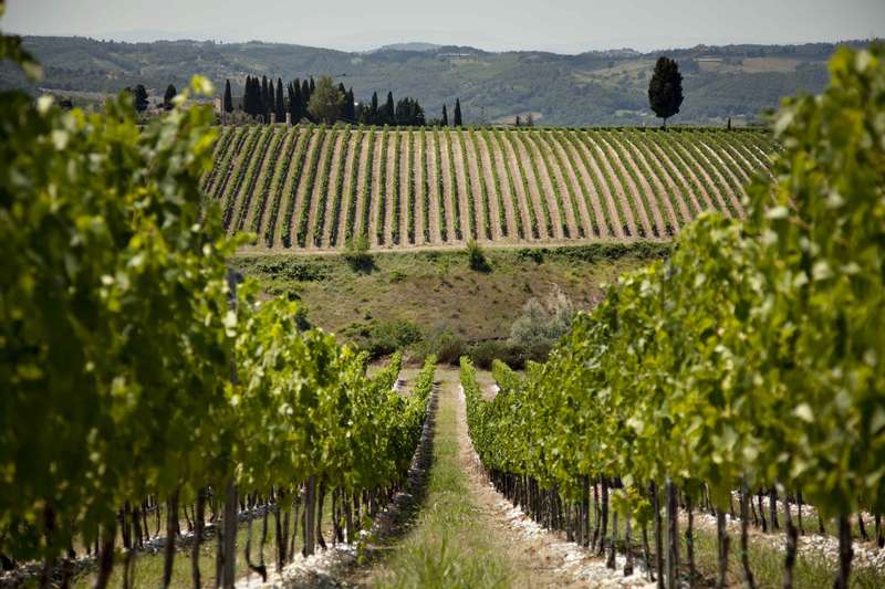 Autumn Harvest in Tuscany: A Vineyard's Seasonal Transformation