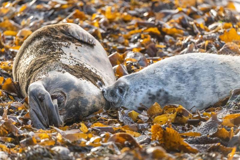Orkney's Seals: Key Players in Marine Ecosystem Dynamics
