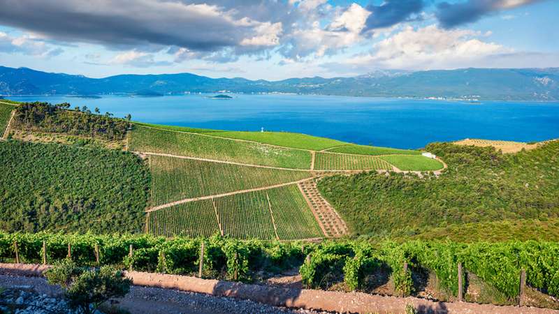 Exploring Mediterranean Vineyards by Train: Top Stops to Visit