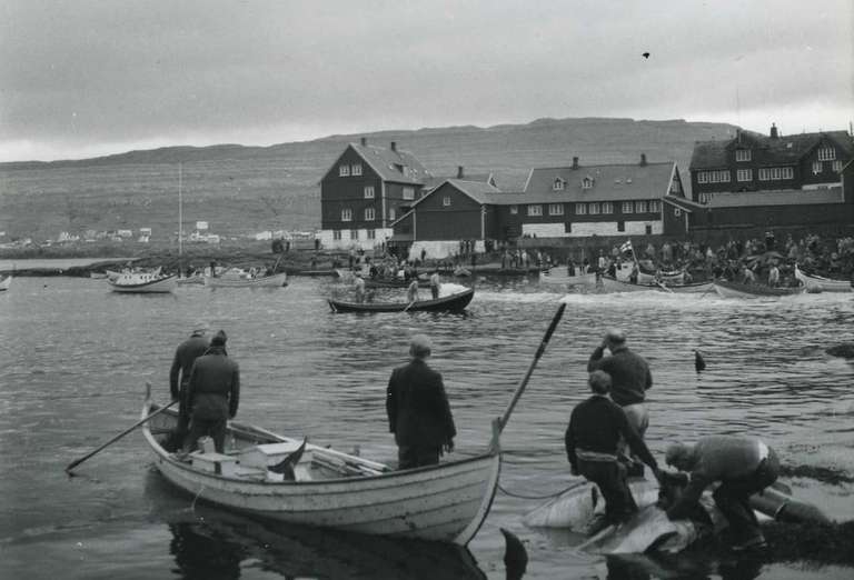 Faroese Grindadrap: Tradition and Controversy in Whaling