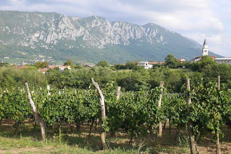 Exploring Slovenia's Vipava Valley: A Wine Lover's Paradise