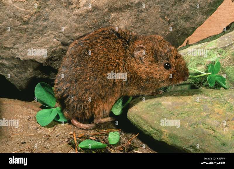 Conservation Efforts for the Unique Orkney Vole Population