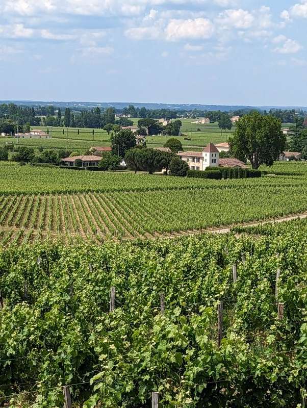Exploring Bordeaux's Vineyards via the Scenic Train des Vignes