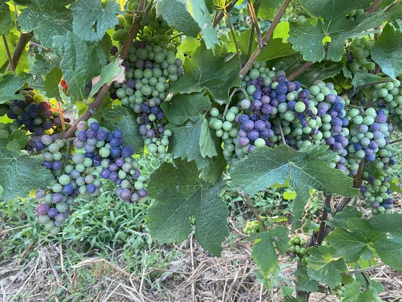 The Hands-On Charm of Italy's Vendemmia in Chianti