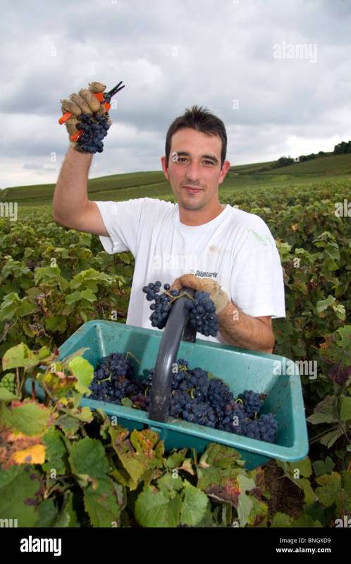 Grape Harvest in Champagne: A Behind-the-Scenes Look