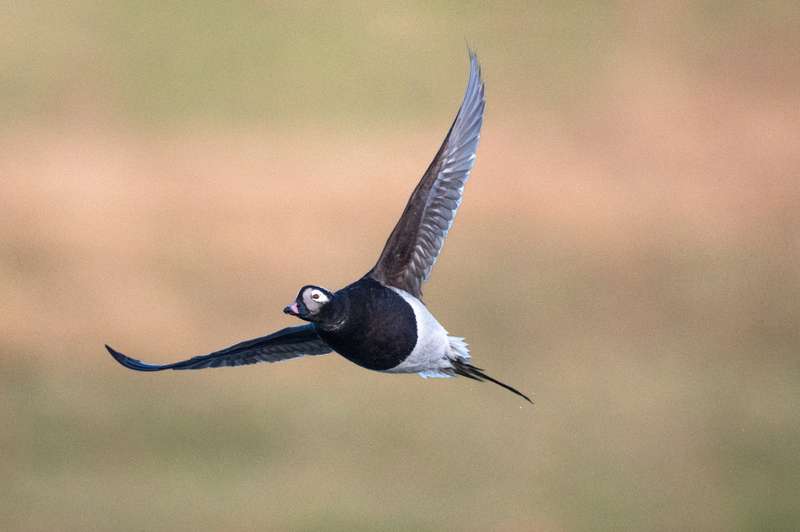 Orkney's Wildlife Flourishes with Conservation Successes