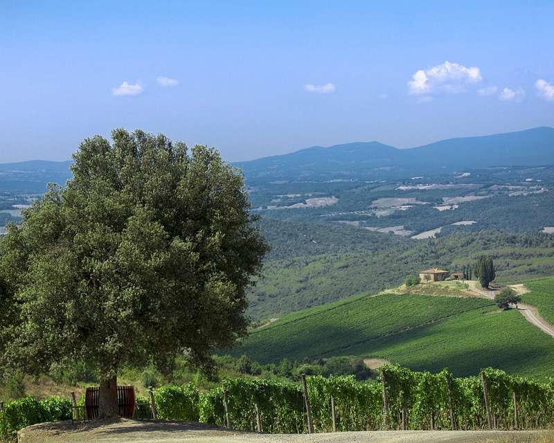 Tuscany's Vineyards and Artists: A Unique Collaboration