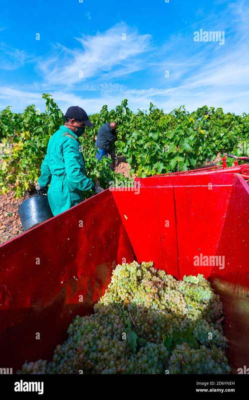 Participating in Rioja's Grape Harvest: A Hands-On Experience