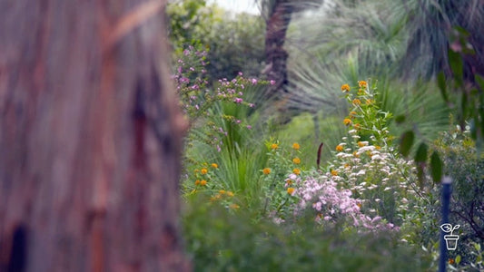 Cranbourne's Hidden Natural Reserves