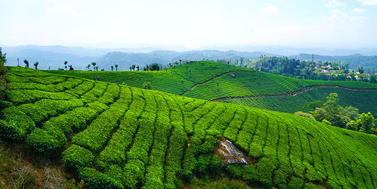 Kotmales Tea Plantations And Scenic Views