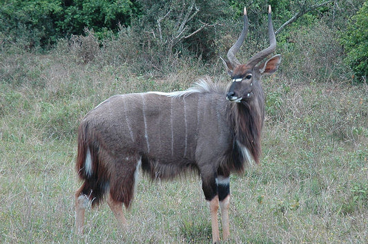 Wildlife Experiences In Nyala, South Africa