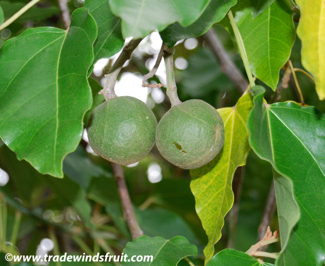 Discovering Lumbang: A Hidden Gem In The Philippines