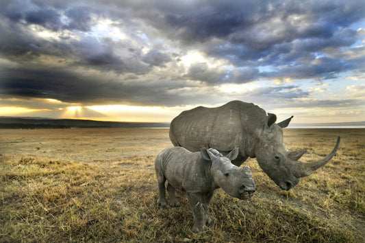 Nakuru National Park Wildlife Guide