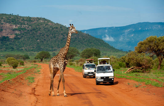 Tsavo: A Wild Adventure Awaits