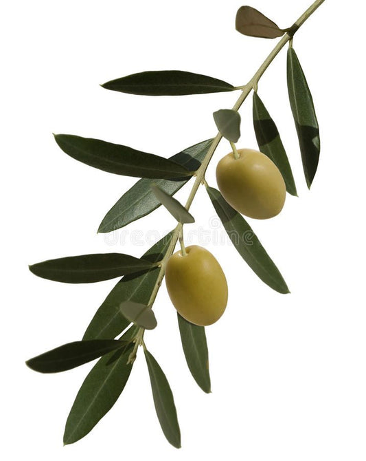 The Cultural Significance Of The Olive Branch In Travel Destinations